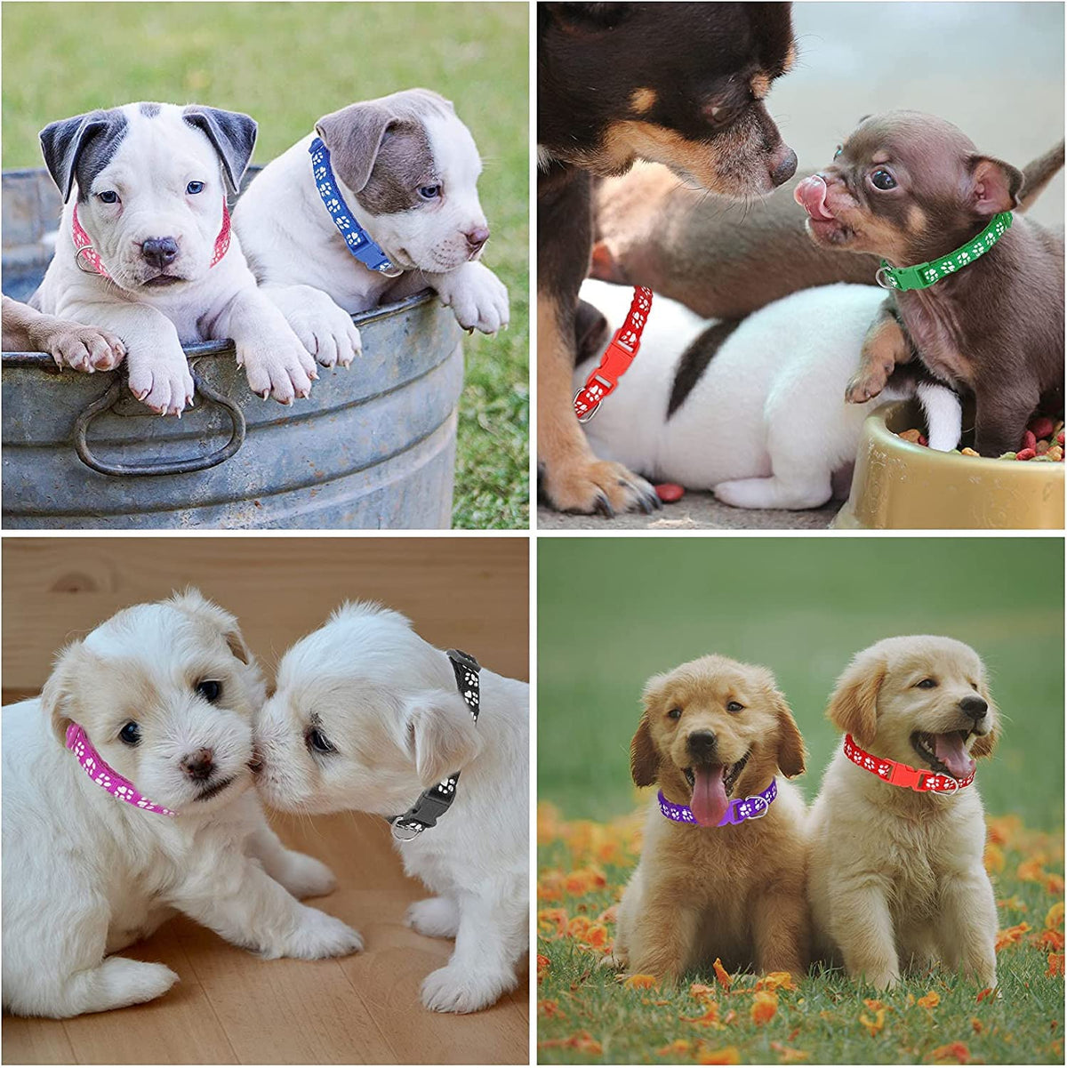 12 Pack Adjustable Puppy Collars H6781